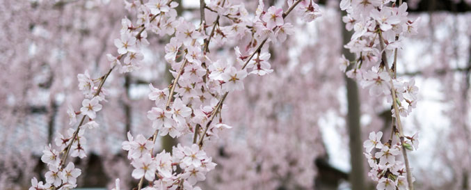 枝華桜（しだれ桜）